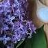 Lilac Sugar Wash Combine Blossoms And Sugar And You Ve Got The Prettiest DIY Gift Shortsvideo