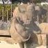 This Zoo Elephant Is Often Ostracized By His Own Kind Elephant Ostracized Zoo Paintingelephant