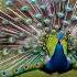 Peafowl Bird Sound Peacock Opens Feathers To Guard His Eggs As Elephants Approach Peacock Dance