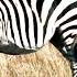 Zebra Foal Protected By The Adults My Animal Friends Pet Docs