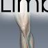 Lower Limb Veins Overview 3D Anatomy Tutorial