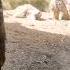 Наташа вставай Shorts Look Mom Im Cooking приколы Thisisirelandbaby Meerkat сурикат Dublin