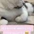 Cat Marsik Cats Cute Youtube