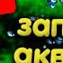 Запуск аквариума Как правильно запустить аквариум