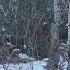 Woodpecker Out In The Cold Winter Woodpecker Pets Animals Animal Bird Youtube Youtubeshorts