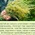 Полынь горькая лечебная