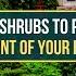 TOP 7 SHRUBS TO PLANT IN FRONT OF YOUR HOUSE