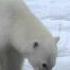 Polar Bear Walking Towards Camera