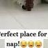 My DOG Found Her DREAM BUNK BED EMOTIONAL Comedy Memes New Puppycomedy Shortsfeed