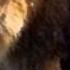 Hollywood Undead Lion Music Video