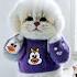 Cute Cat Dance Cute Fyp Foryou Tiktok Baby Babylove Ai Runway