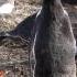 Gentoo Penguin Trumpeting