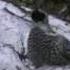 Рябчик на току Grouse On A Lek In Russia