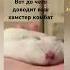 Вот до чего доводит ваш хамстер комбат