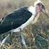 Fire Bird Marabou Stork