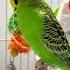 Happy Budgie Sounds Budgies Parakeet Budgiesounds Birdlife