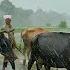 Walking In Heavy Rain In Paddy Fields Relaxing Kerala Monsoon Rain Sounds For Sleep And Meditation