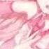 Sembosakura
