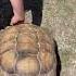 This Tortoise Twerk Tiktok Tortoises Can Dance Too