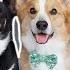 7th BIRTHDAY PAWTY Topi The Corgi