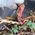 Procumbens Nana Bonsai Garden Tree Shorts Shortsvideo Bonsaigarden