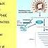 Дубынин В А Физиология иммунитета Самые опасные вирусы оспа Эбола и др