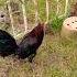 Manok Manok Bukan Utk DiJual