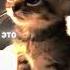 Edit Cat May коты мяу А у тебя в сметане блузка