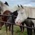 Fisrt Time Horses That Heard The Melody Of The Morin Khuur Морин хуурын аялгуу сонссон морьд