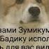 Видео посвящённое Бадику