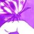 Elley Duhé Middle Of The Night 𝙎𝙇𝙊𝙒𝙀𝘿 𝙍𝙀𝙑𝙀𝙍𝘽