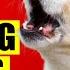 Dogs Barking Sounds Compilation See How Your Dog REACTS 15 Breeds Loud Dog Barking Sound Effect