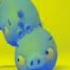 Preview 2 Piggy Tales Effects In G Major 7