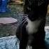Funny Pets Foryou Funny Cat Pets Lxh