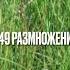 Биология 6 класс Параграф 49 Размножение покрытосеменных растений Пасечник аудио