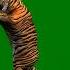 Tiger Dancing Green Screen HD