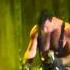 Rammstein Sonne Santiago Chile 2010 HD