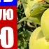 Колоновидная яблоня Как вырастить колоновидную яблоню