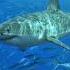 2023 Shark VS 5000 Bce Shark Shorts Youtubeshorts Ytshort Trendingshorts Youtubeshorts