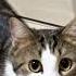 НИ ЗА КАКИЕ СОКРОВИЩА В МИРЕ платон Cat кот видосыоткота прикольныекоты Funnycats котики