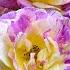 A Collection Of The BEST Melodies That Will Give You Goosebumps Flowers Bloom Beautifully