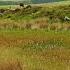 The Mabinogion