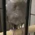 ADORABLE COCKATIEL PARROT CHIRPING AND WHISTLING Shorts Asmr Asmrsound Cockatiels Asmrpets