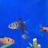 Fin Tatic Voyage Fish Tank Relaxation Youtubeshortsviral Love Fishing