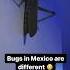 You Won T Believe This Giant Mexican Bug