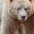 Spirit Bear Sound Effects