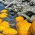 Washing Giant Melons In The Mountain River Winter Melon Canning With The Hermit Family