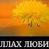Аллах любит упорных людей религия ислам коран сура Аллах любовь люди хадис иман мусульмане