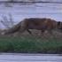 Wilde Jagd Am Flughafen Foxybrown Der Fuchs Hautnah Auf Dem Vorfeld Faszination Flughafen