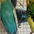 12 Hour Bird Watching Of Parakeet Budgies Birds Observe Nature Birds Reduce Stress